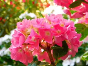 鲜花网站源码，打造个性化花卉购物体验，鲜花网页设计及源码