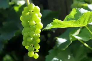 全站关键词布局策略，提升网站SEO与用户体验，全站搜索是怎么实现的