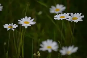 探索鲜花购物网站源码—揭秘花卉电商背后的技术奥秘，鲜花购物网站源码查询