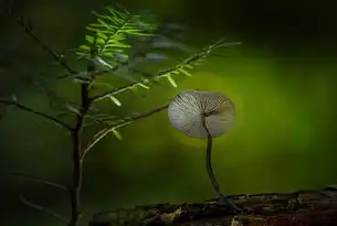 自然关键词，解锁大自然奥秘的关键密码，自然关键词是什么意思啊