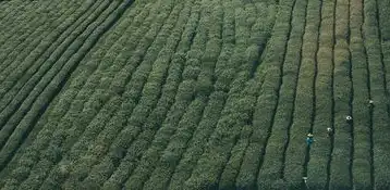 绿色农业网站源码，打造生态友好型农业平台，绿色农业网站源码是什么