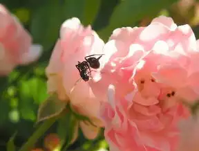 鲜花网站源码，打造完美花卉购物体验，鲜花网站代码