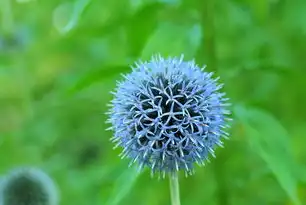 蒲公英云管理平台无法访问解决方案，蒲公英云管理页面