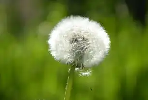 自然关键词，探索自然界的奥秘与和谐共生之道，自然的关键词
