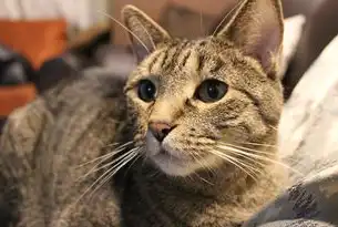 老猫SEO，揭秘网站排名背后的秘密，老猫玩游戏哈