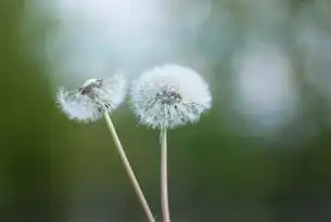 蒲公英云计算，开启数据时代的无限可能，蒲公英智能云项目