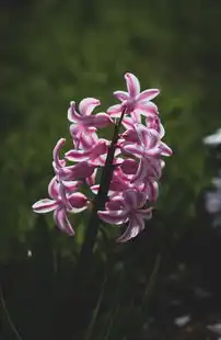 鲜花网站源码，打造个性化花卉购物体验，鲜花网站的设计与制作