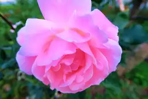 USG6620E防火墙吞吐量解析与性能评估，防火墙吞吐量600m