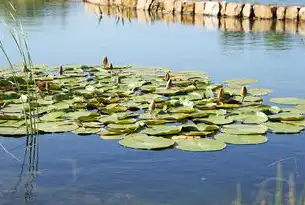 WAP网站开发，构建高效、便捷的移动端体验，wap门户网站源码是什么