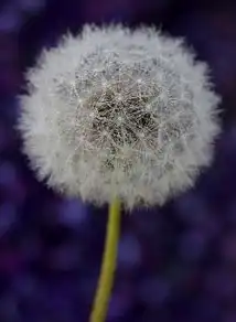 蒲公英云计算，开启数字时代的无限可能，蒲公英智能云项目
