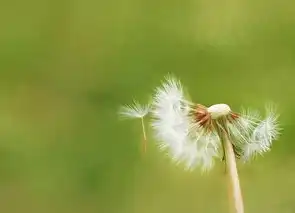 蒲公英智能云科技，引领未来科技潮流，蒲公英智能云科技有限公司