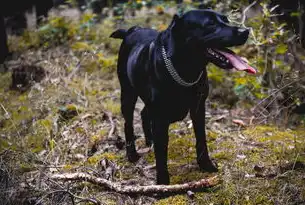 自动伸缩牵引绳，现代养犬的便捷选择？自动伸缩牵引绳好吗安全吗