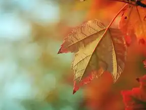 自然关键词，探索自然之美与生态平衡的重要性，自然的关键词