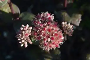 资源利用与植物保护的分类及其实践意义，资源利用与植物保护属于哪一类学科