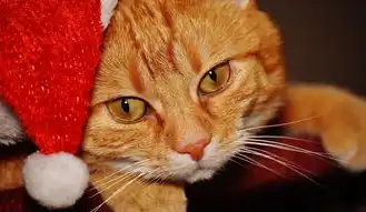 老猫SEO，揭秘搜索引擎优化背后的秘密，老猫猴子