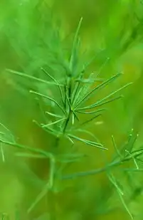 绿萝，室内植物的绿色奇迹，绿萝的关键词是什么