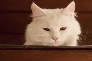 黑猫SEO与白猫SEO，揭秘网络营销的两面性，黑猫白猫是什么牌子
