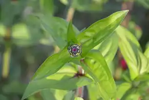 探索茶香世界—打造绿色大气的茶叶网站，茶叶网页