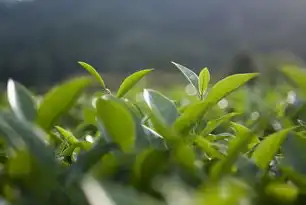 茶香四溢，探索中国茶文化的瑰宝，茶叶的网站有那些