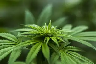 本地服务器别名配置实战指南，高效访问与资源管理的进阶方案，建立本地服务器