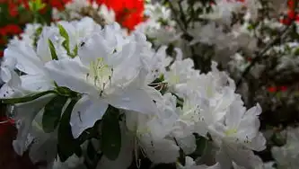 上云企业的成本分析，揭秘真实的花费，上云企业实际要花多少钱呢