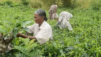 探索茶香世界，深度解析茶叶网站，茶叶网站建设