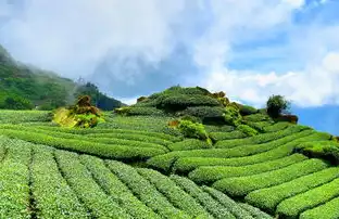 茶香四溢，探索茶叶世界的无限魅力，茶叶的网站有那些