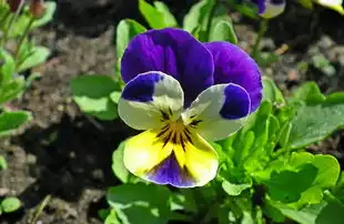 桌面虚拟化软件，开启高效办公新篇章，桌面虚拟化软件有哪些