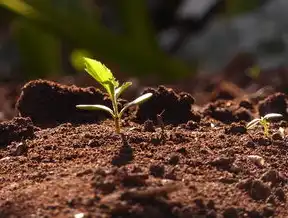 找到他做寄生虫关键词排名，揭秘高效优化策略，寄生虫关键词排名接单代做