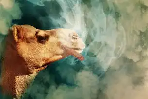 同期发情的科学奥秘，提升繁殖效率与经济效益，同期发情怎么处理