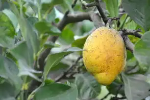 水果类型网站源码，打造个性化水果购物体验，关于水果网站代码