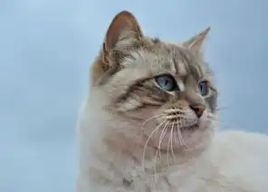 猫咖，融合休闲与社交的新型娱乐产业，猫咖属于什么业态