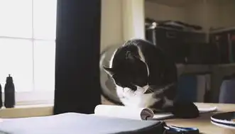 猫咖，融合休闲与社交的新型娱乐产业，猫咖属于什么业态