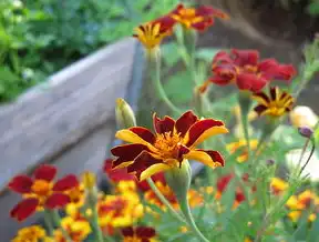 卖花网站源码，打造线上花卉购物新体验，卖花网站源码是什么