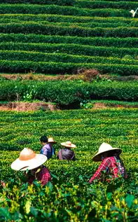 茶叶，千年文明的味觉密码与当代养生指南，茶叶网站建设