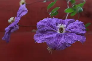 花瓣网SEO6核心策略解析，从内容到技术，全面优化指南，花瓣网的采集是什么意思啊