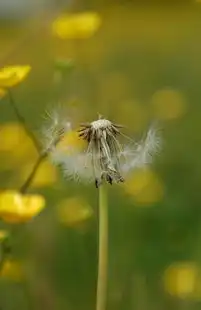 蒲公英云端，当自然智慧遇见数字未来，蒲公英云端平台