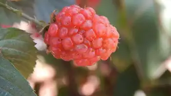 水果电商网站源码开发全解析，从架构设计到功能实现，水果网站源码下载
