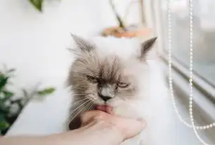 从零到一，手把手教你打造专属网站的全流程指南（附实战避坑指南）怎么建立一个自己的网站链接
