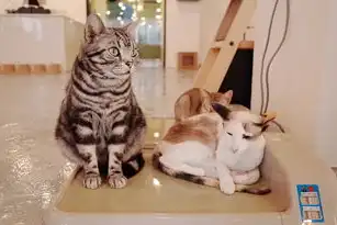 猫咖行业生态重构，从空间运营到价值链增值的商业模式进化，猫咖的行业分析
