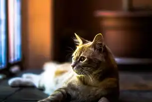 猫咖行业，城市疗愈经济的新风口—解码情感消费时代的产业升级密码，猫咖的行业分析