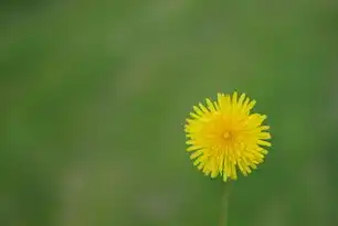 蒲公英管理平台，企业数字化转型的全维度解决方案与生态实践，蒲公英管理网址
