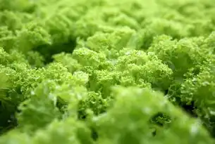 绿色食品网站源码开发指南，从架构设计到生态链整合的技术解析，绿色食品网站源码怎么弄