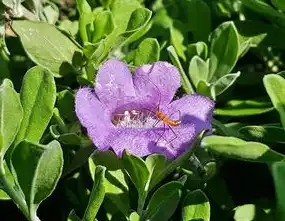 XX社区2024年三八女神节春意赠芳华鲜花传递活动圆满落幕，社区三八女神节送鲜花活动总结信息简报