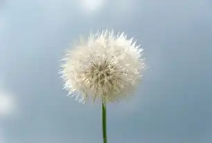 智能物联时代下的网络中枢革命，蒲公英路由器云管理的创新实践与行业价值，蒲公英路由器云管理平台