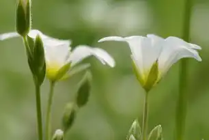 自然关键词解析，数字时代内容创作的核心密码，自然关键热词排名