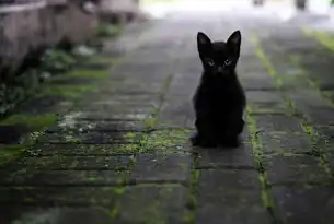 黑猫与白猫SEO，道德与效率的博弈与共生，黑猫白猫啥意思