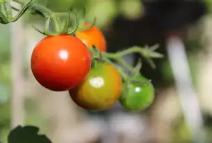 红色餐饮文化传承与数字化创新—基于开源技术的网站源码开发实践与案例解析，红色餐饮网站源码查询