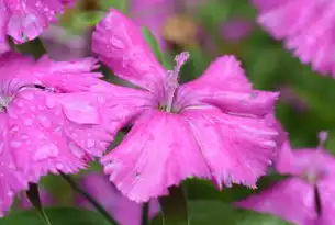 智能鲜花电商系统源码架构深度解析，从技术选型到生态化运营的完整解决方案，鲜花购物网站源码大全
