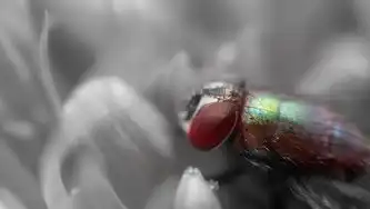 深度解析如何彻底关闭vivo桌面服务，全流程操作指南与系统优化方案，vivo桌面设置怎么关闭